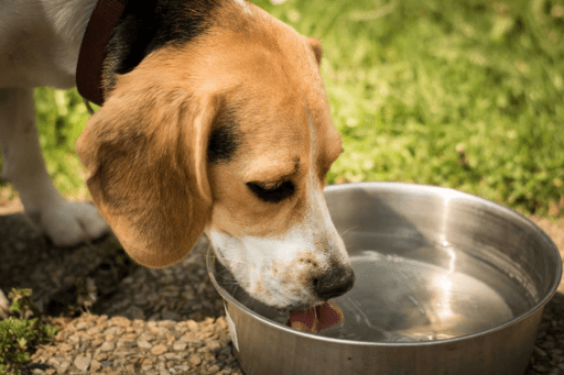 Provide Your Dogs With Plenty Of Water