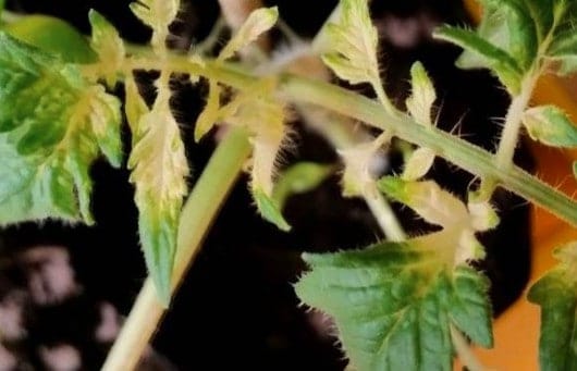 tomato | Reasons Your Tomato Leaves Are Turning Yellow & How To Fix It