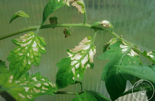 Reasons Your Tomato Leaves Are Turning Yellow & How To Fix It
